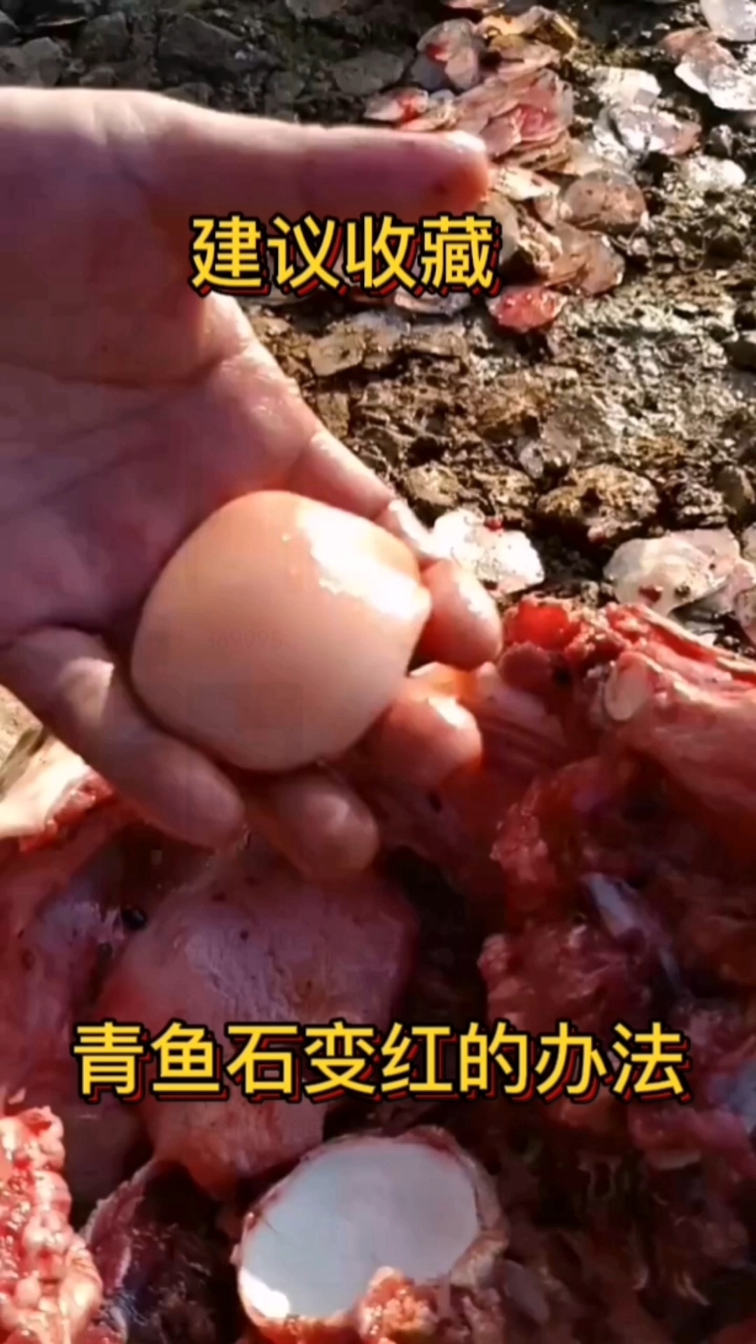 青鱼石变红方法建议收藏