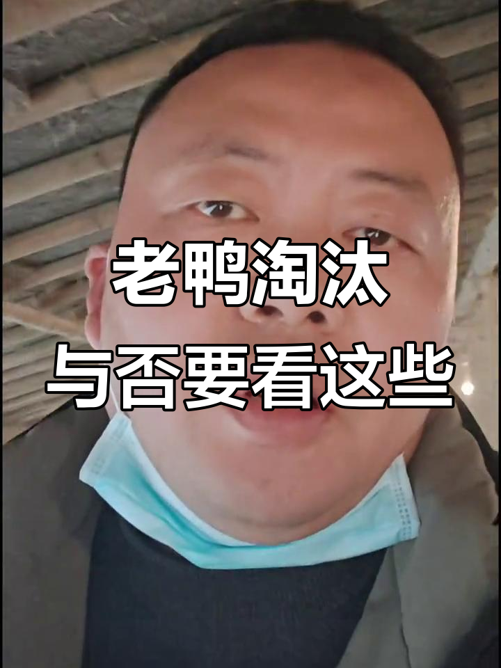 老鸭是否该淘汰?看产蛋率与毛躁情况