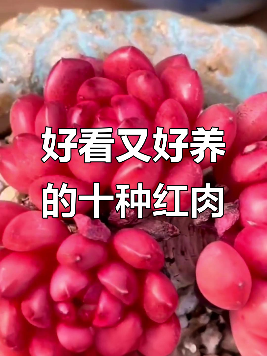 10款超美红色系多肉植物，轻松养护