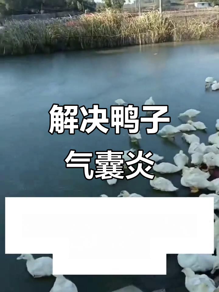 鸭子深脖张嘴呼吸?这样处理轻松解决气囊炎