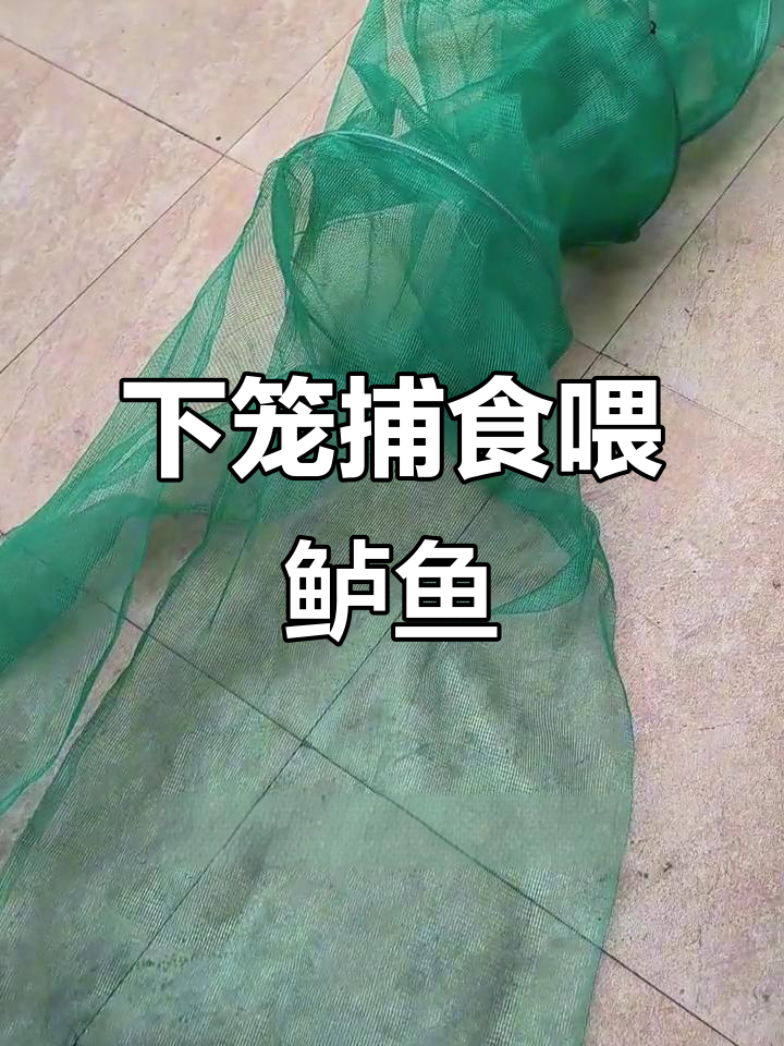 河里下笼抓小鱼小虾，喂鲈鱼苗试试效果