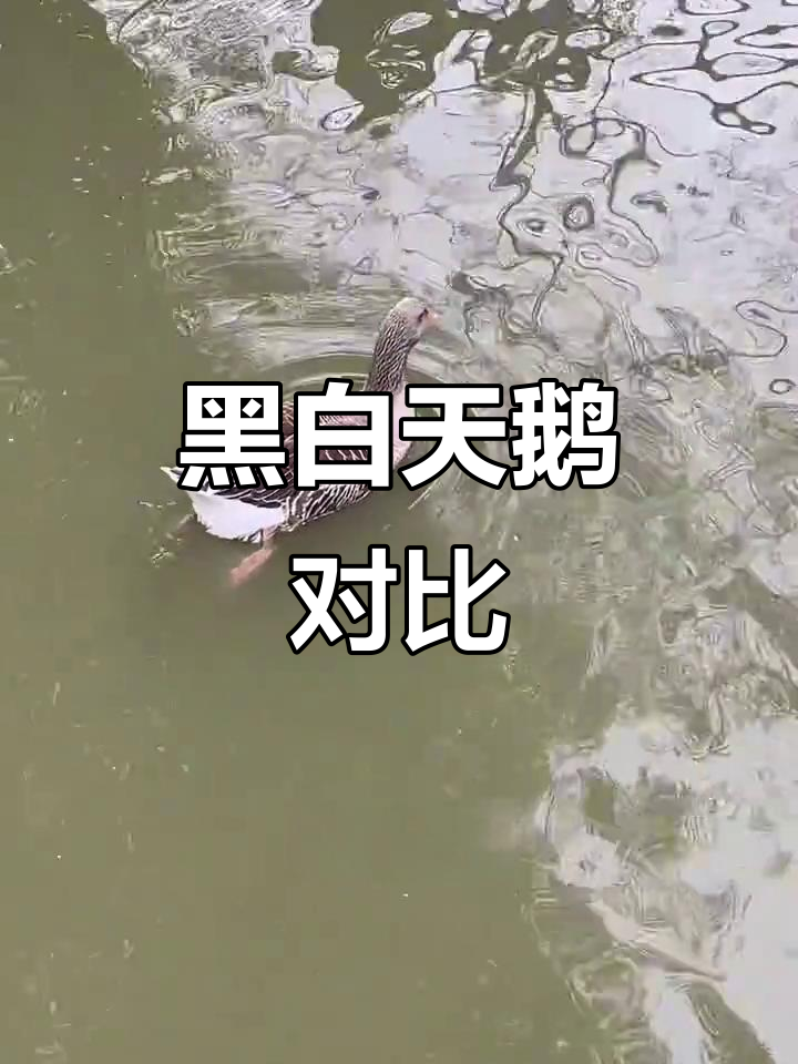 白天鹅气质碾压黑天鹅，但偶像包袱有点重