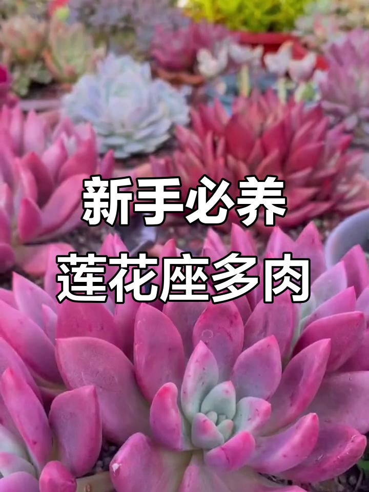 10种莲花座多肉,适合新手和阳台党养护