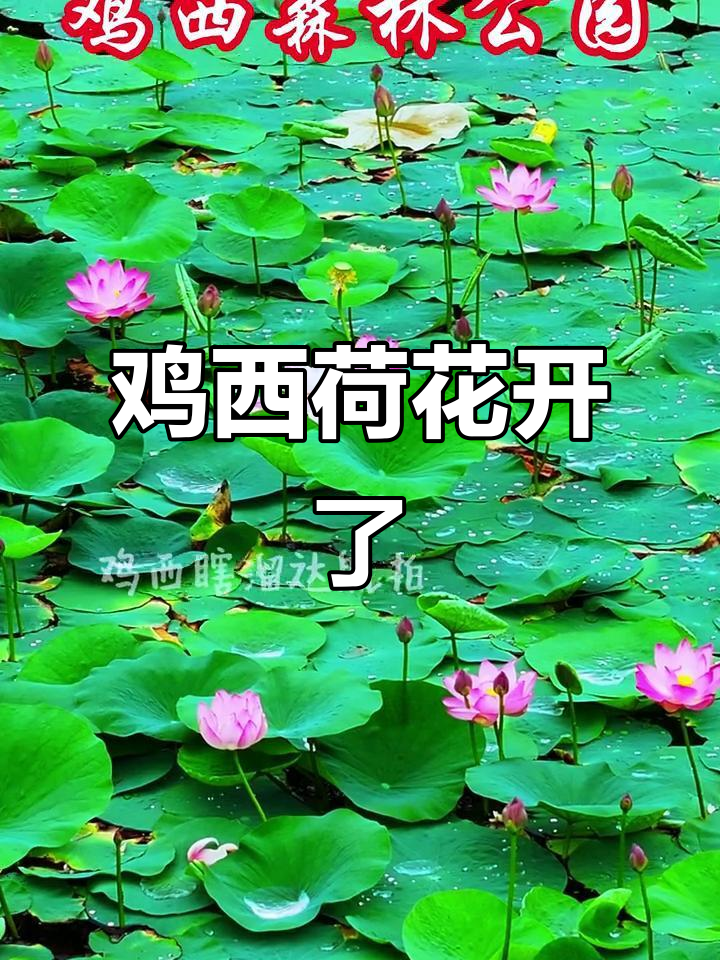 鸡西荷花盛开,免费观赏好运连连