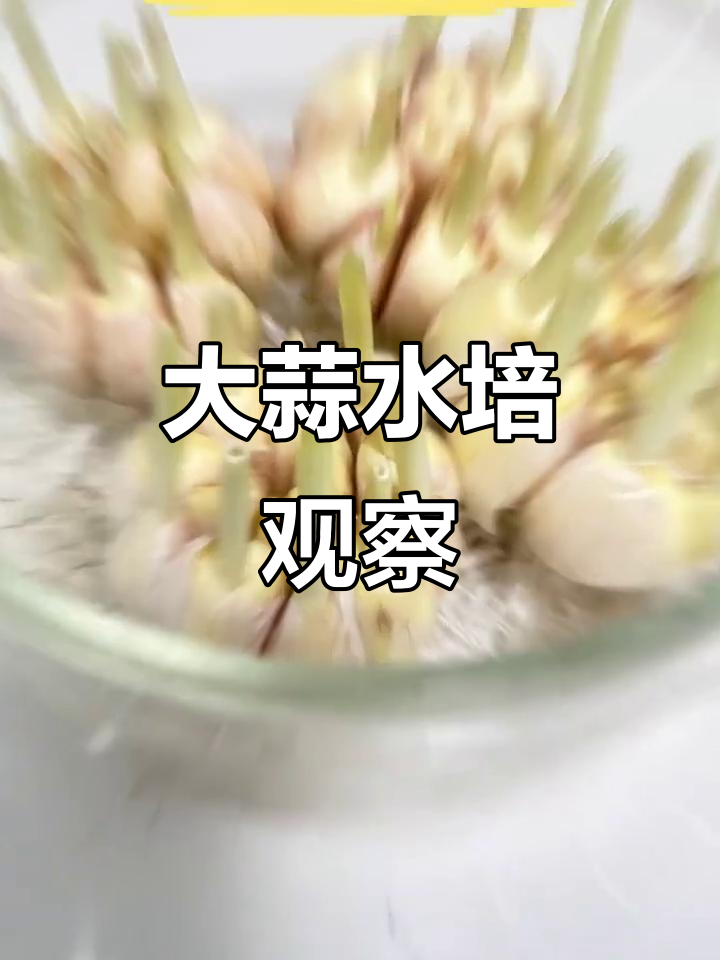 水培大蒜成长记:观察日记与心得分享