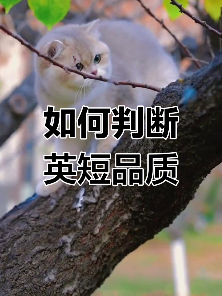 完美英短猫的特征:五短三粗,圆脸大眼