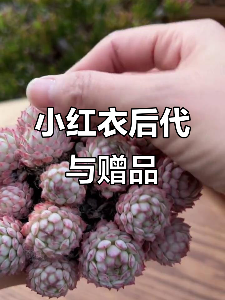 买了小红衣后代,竟然还送白月影!多肉开箱超值福利