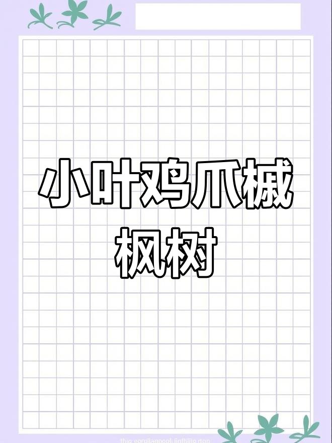 秋季枫树品种推荐:小叶鸡爪槭