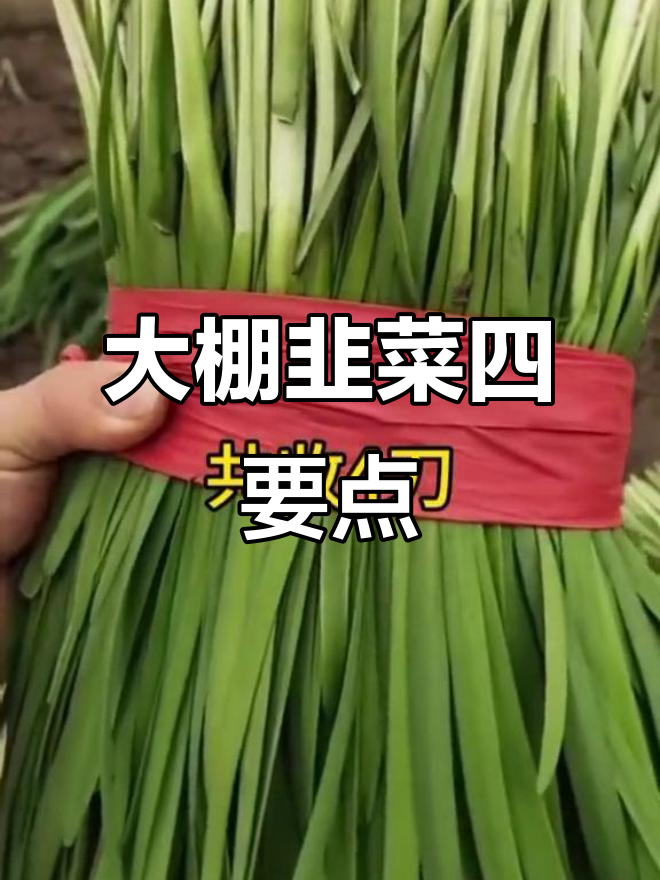 大棚韭菜种植技巧:温度、湿度、管理全解析