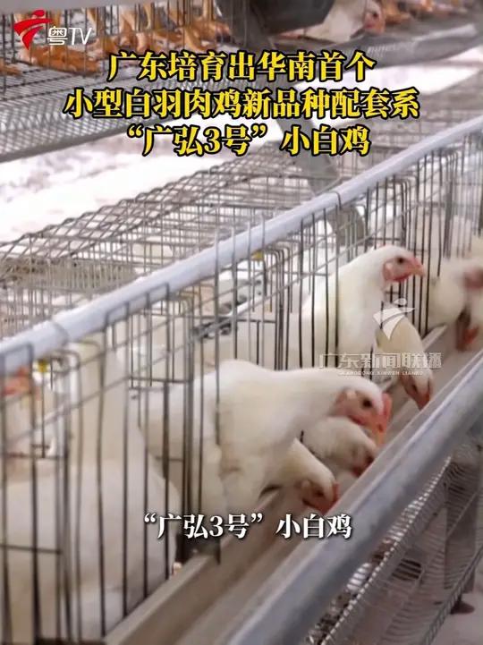 广东培育出华南首个小型白羽肉鸡新品种配套系“广弘3号”小白鸡(记者:王宏涛 吴毅翔 编辑: