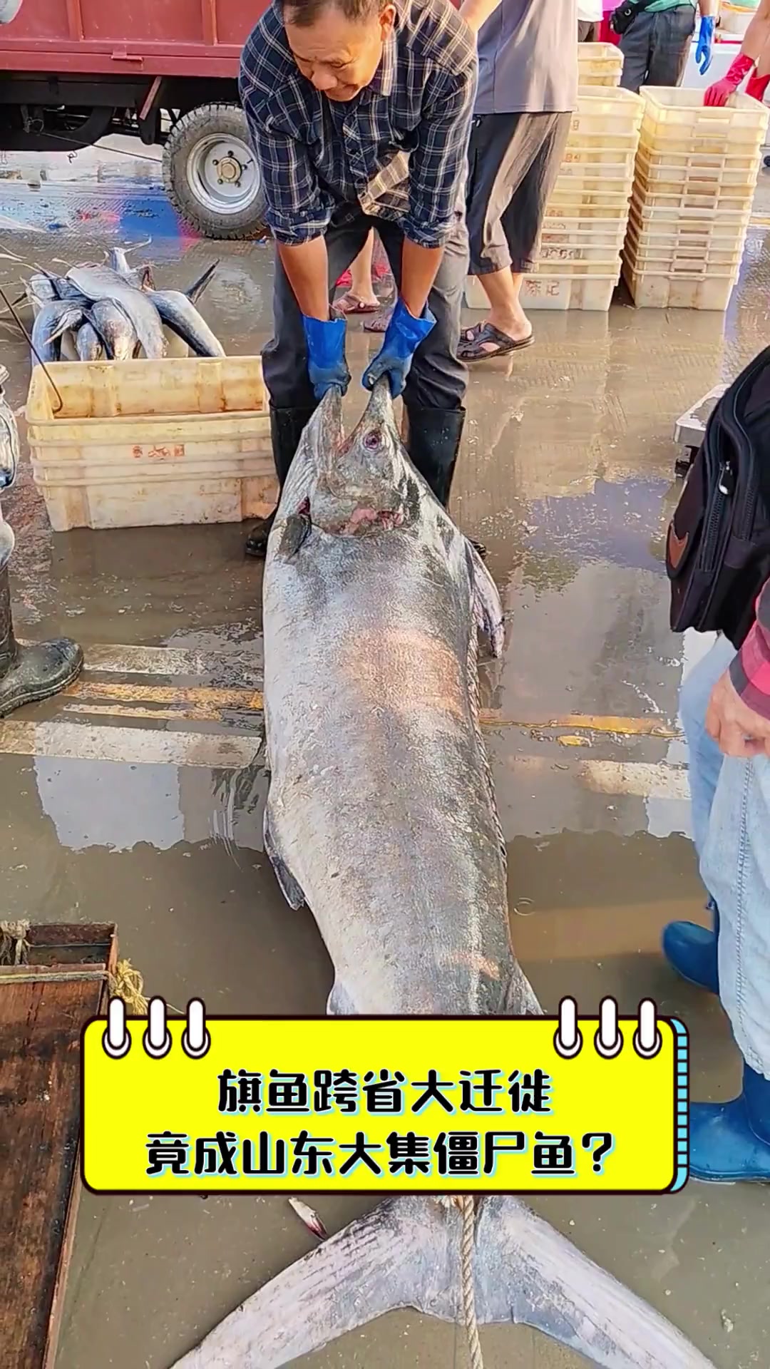 旗鱼跨省大迁徙,竟成山东大集僵尸鱼?