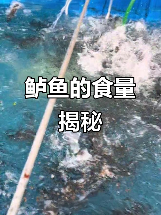 鲈鱼长到50斤,吃掉的饲料量惊人!全程记录精确至克
