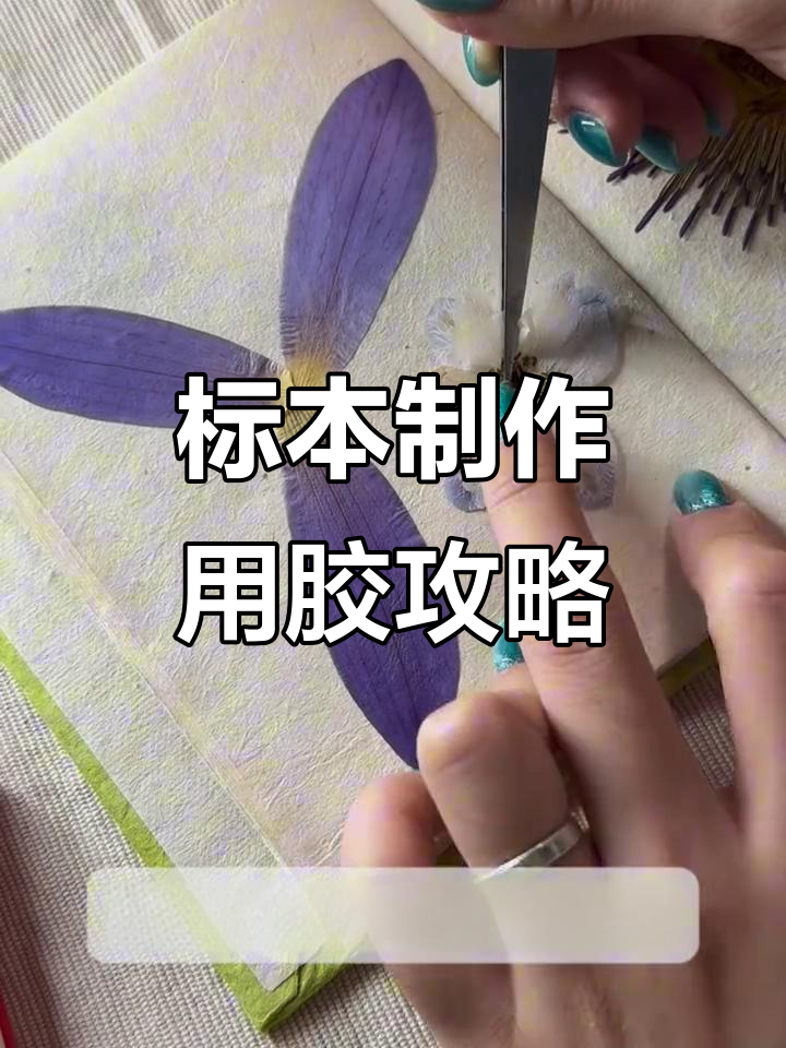 植物标本制作必备:选胶指南与工具搭配技巧