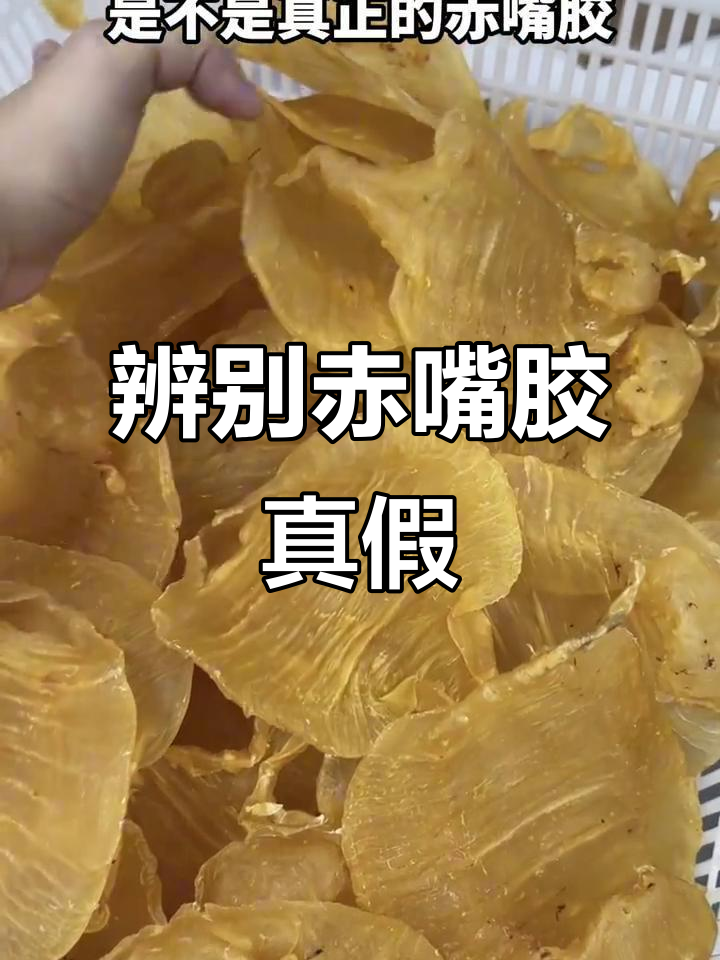 如何辨别赤嘴胶的真伪?公母差异揭秘
