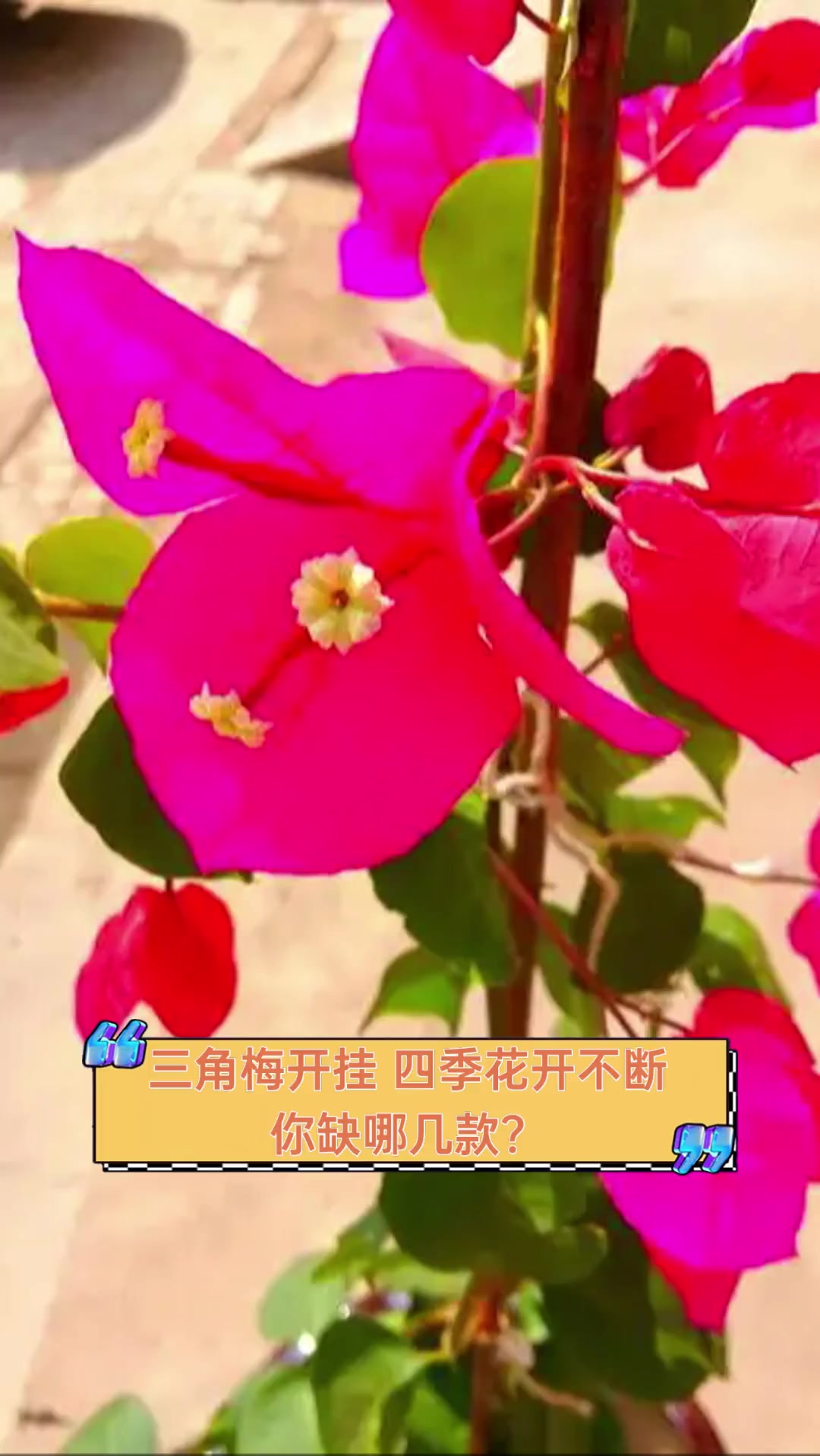 三角梅开挂,四季花开不断,你缺哪几款?