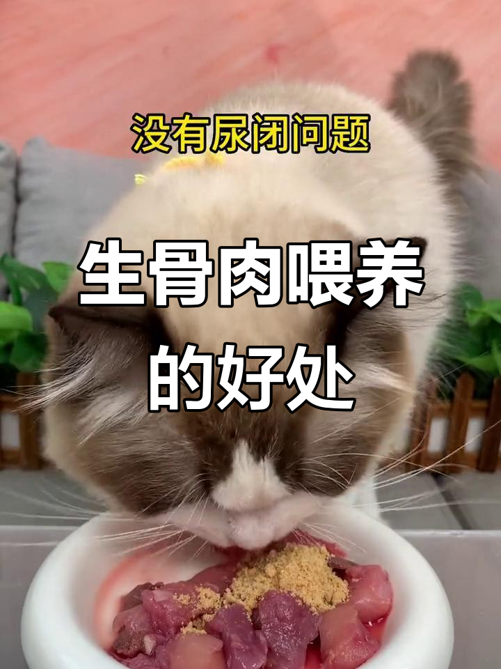 猫咪吃生骨肉,健康又美味!