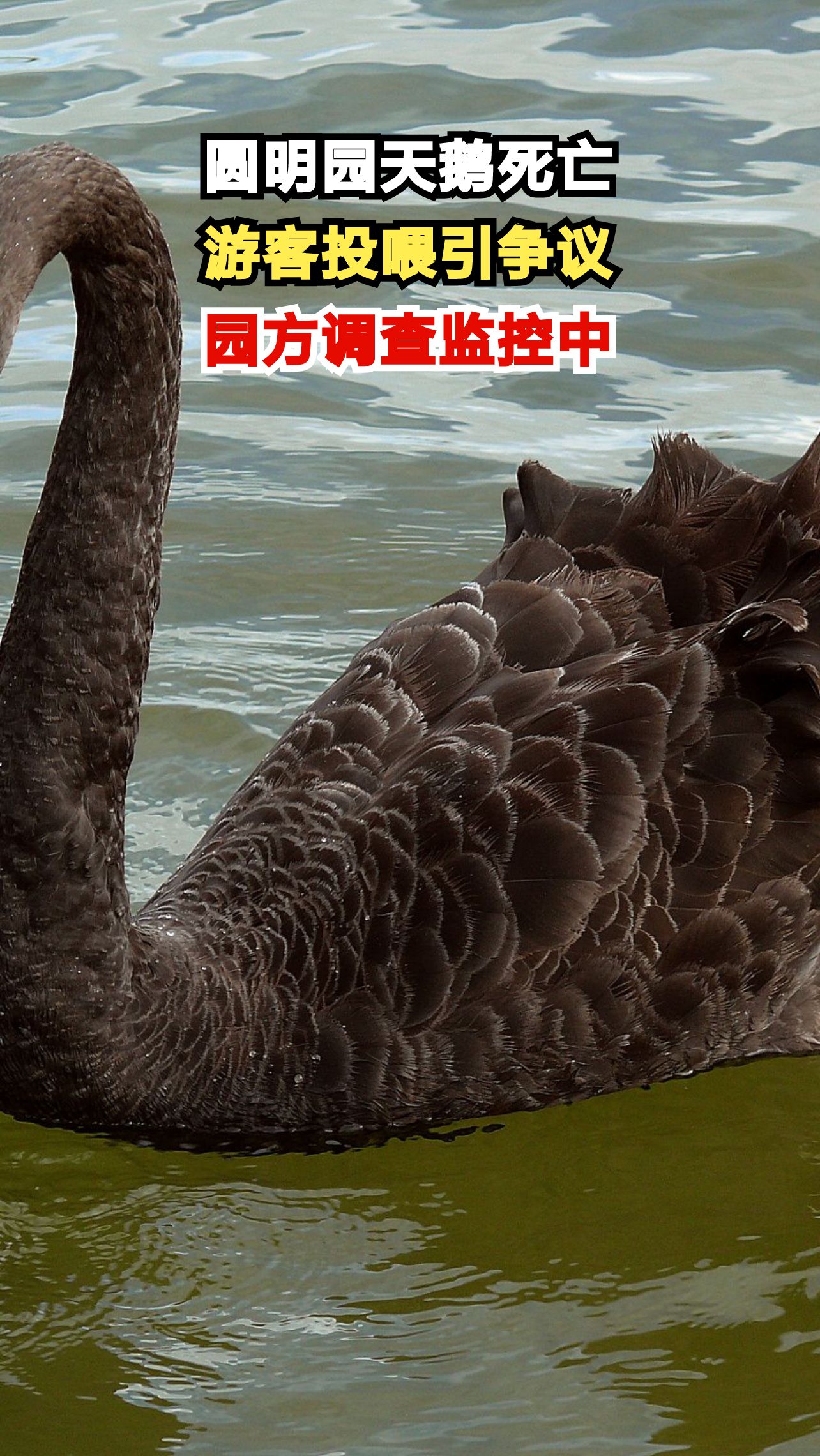 圆明园黑天鹅离奇死亡，游客投喂成疑点，真相究竟如何？