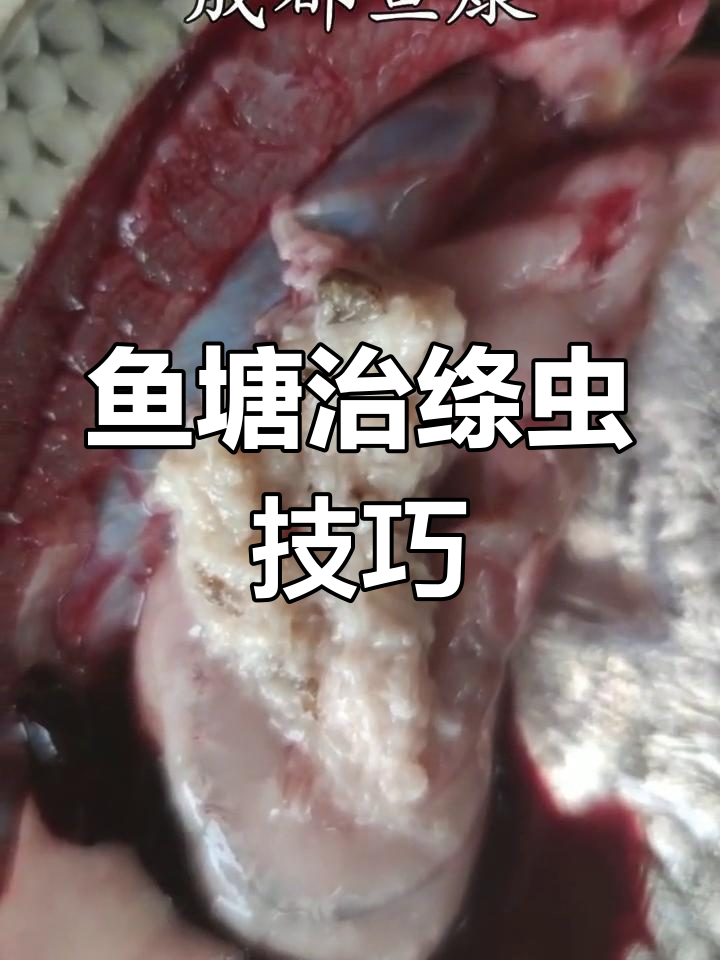 鱼塘绦虫治理全过程:如何避免过量用药导致死鱼