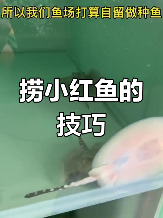 皇冠红鱼宝宝出生,温柔捞小鱼过程揭秘