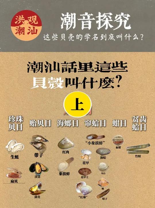 潮音探究(十八)潮汕话里“水生”“淡菜”“薄壳”究竟是什么?今天就带大家了解一下这些贝类的