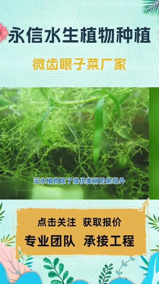 沉水植物除了提供美丽的景观外,还对水生生物起着重要的作用。它们的根系有助于净化水质,吸收废