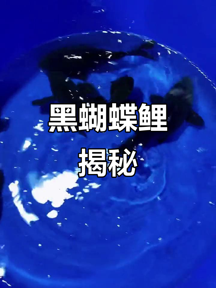 球形黑蝴蝶鲤,神秘观赏鱼新品种