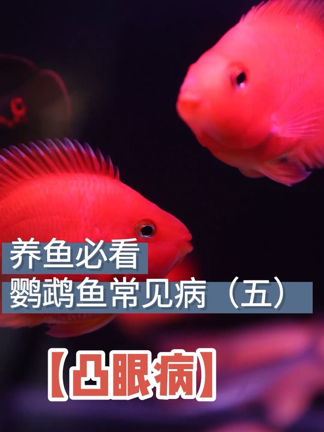 观赏鱼眼睛凸出有白蒙怎么办!治疗有方法