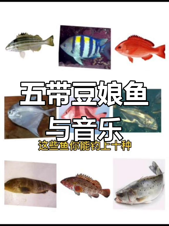 火不火不重要,只想分享一首歌和五带豆娘鱼的趣事
