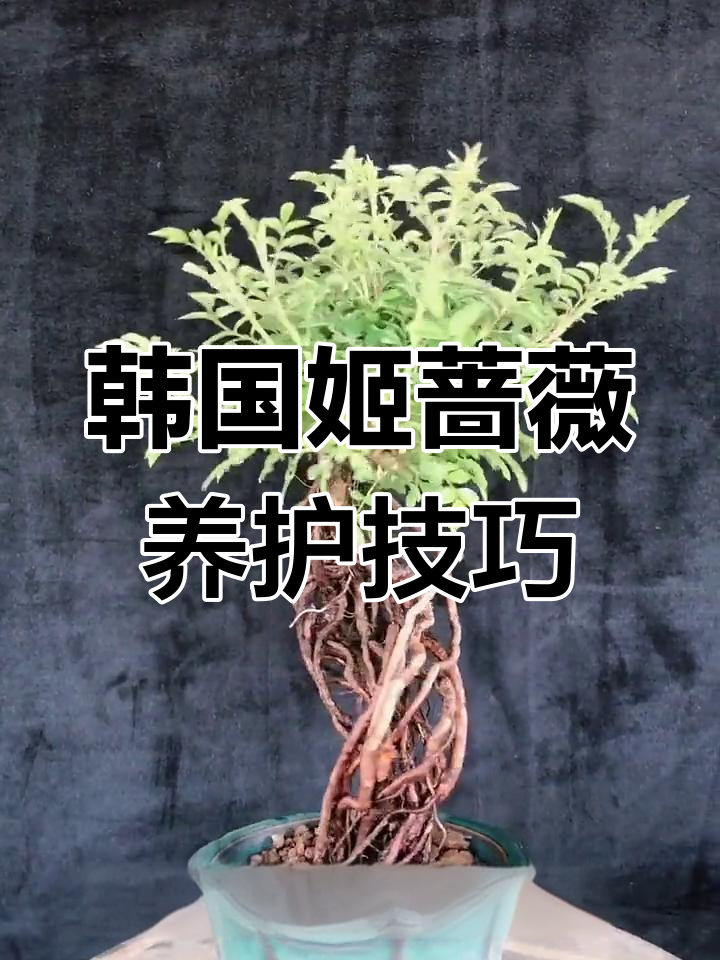 韩国姬蔷薇养护全攻略:光照、浇水、施肥一步到位