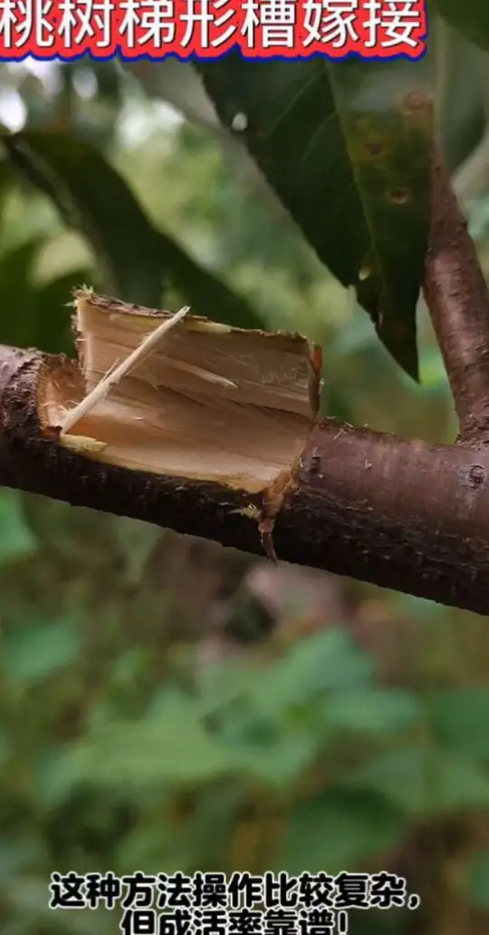 技术分享：桃树梯形糟嫁接的方法揭秘