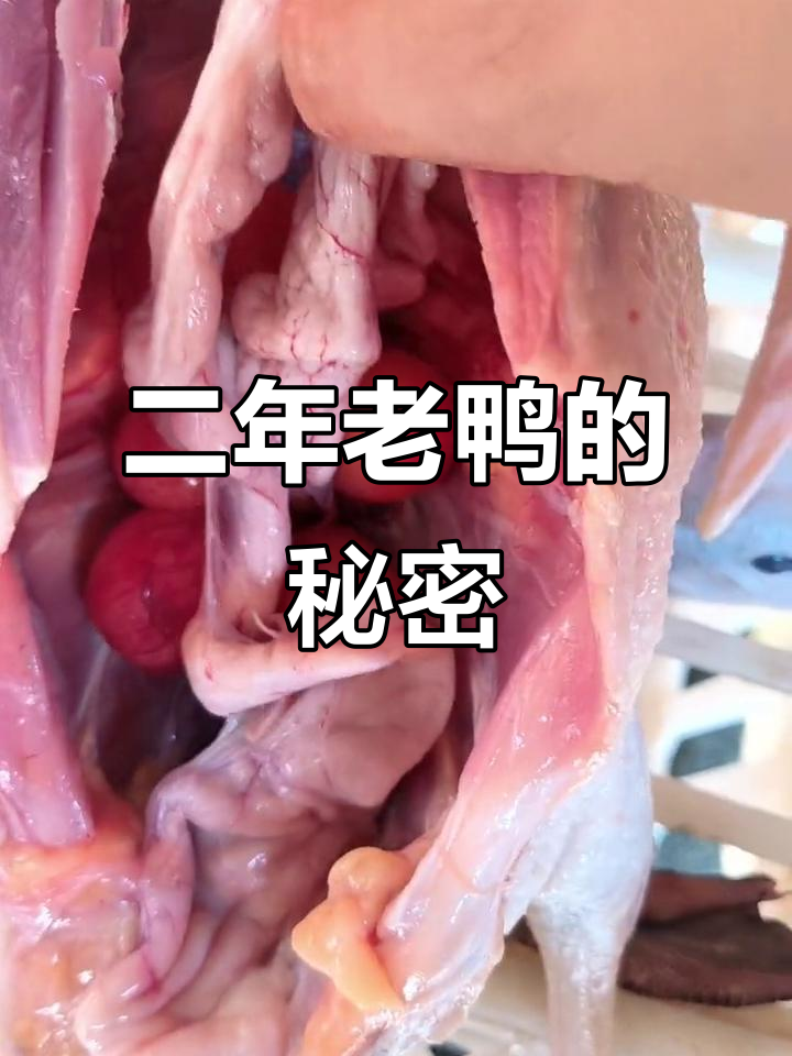两年老鸭,蛋花证明其年龄,小河麻鸭品种揭秘