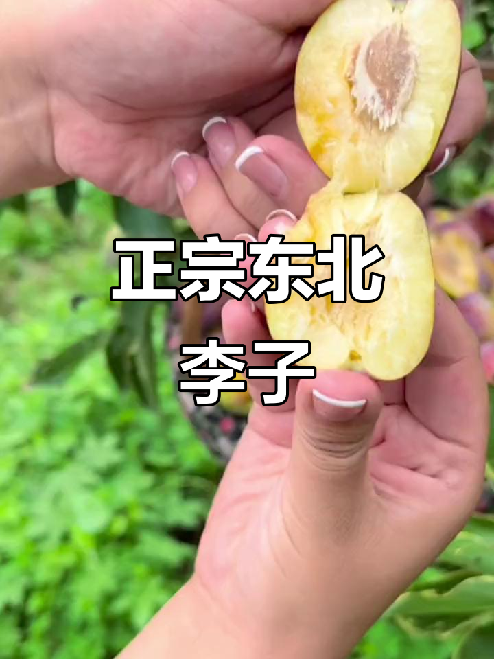 东北鸡心李子,酸甜可口,干籽儿小而美
