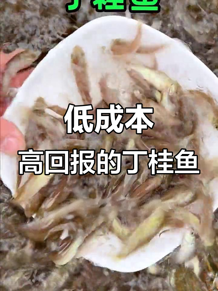 丁桂鱼苗养殖优势,价格实惠,适合新手入门