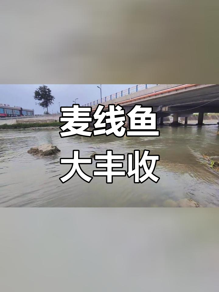 新都毗河钓鱼,麦线鱼成群结队