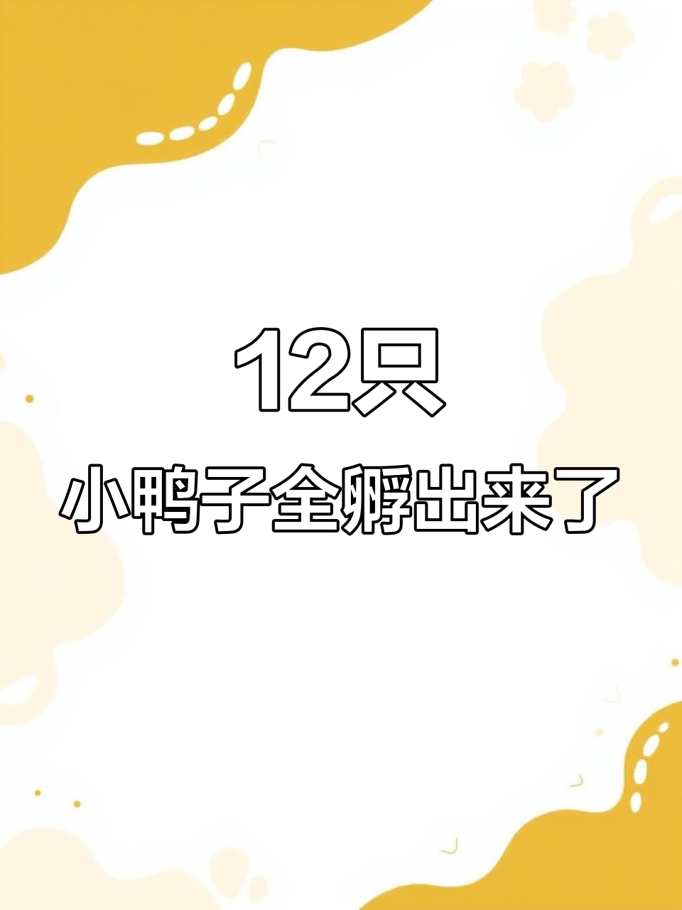 小鸭子出壳，鸭妈妈守护力十足