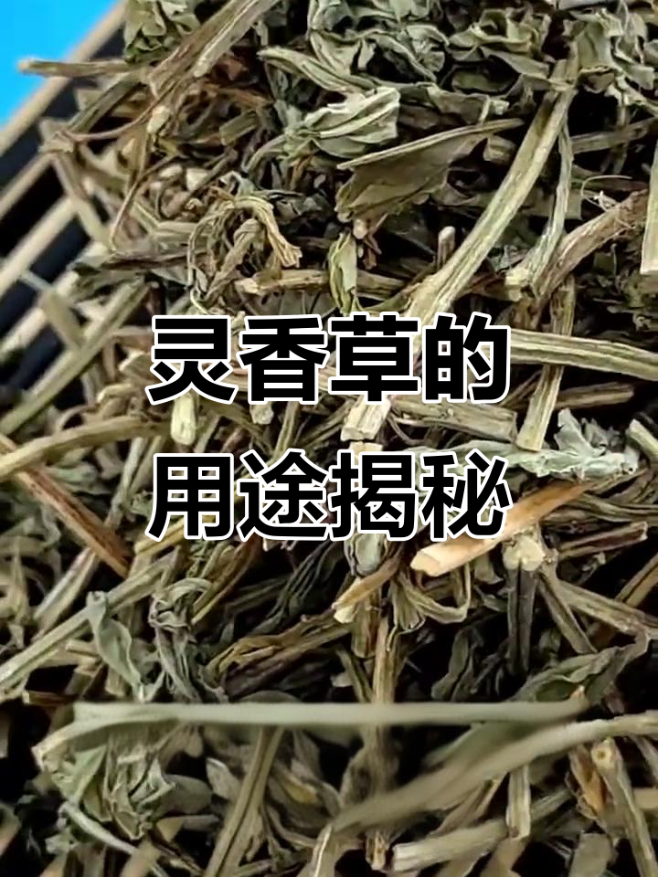 灵香草在火锅麻辣菜中的神奇作用,了解它的药理与用法