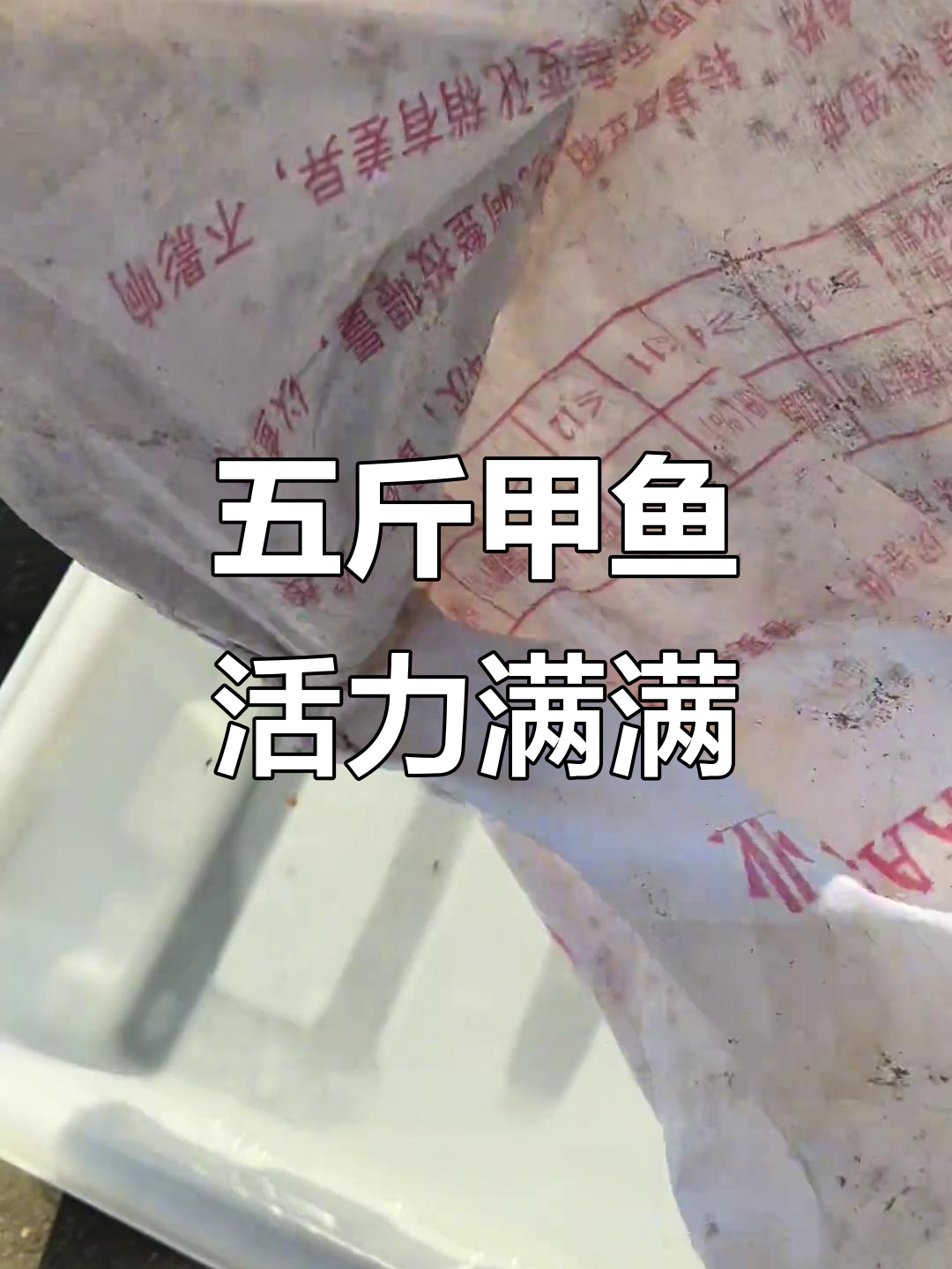 甲鱼大丰收,五斤野生活力十足!