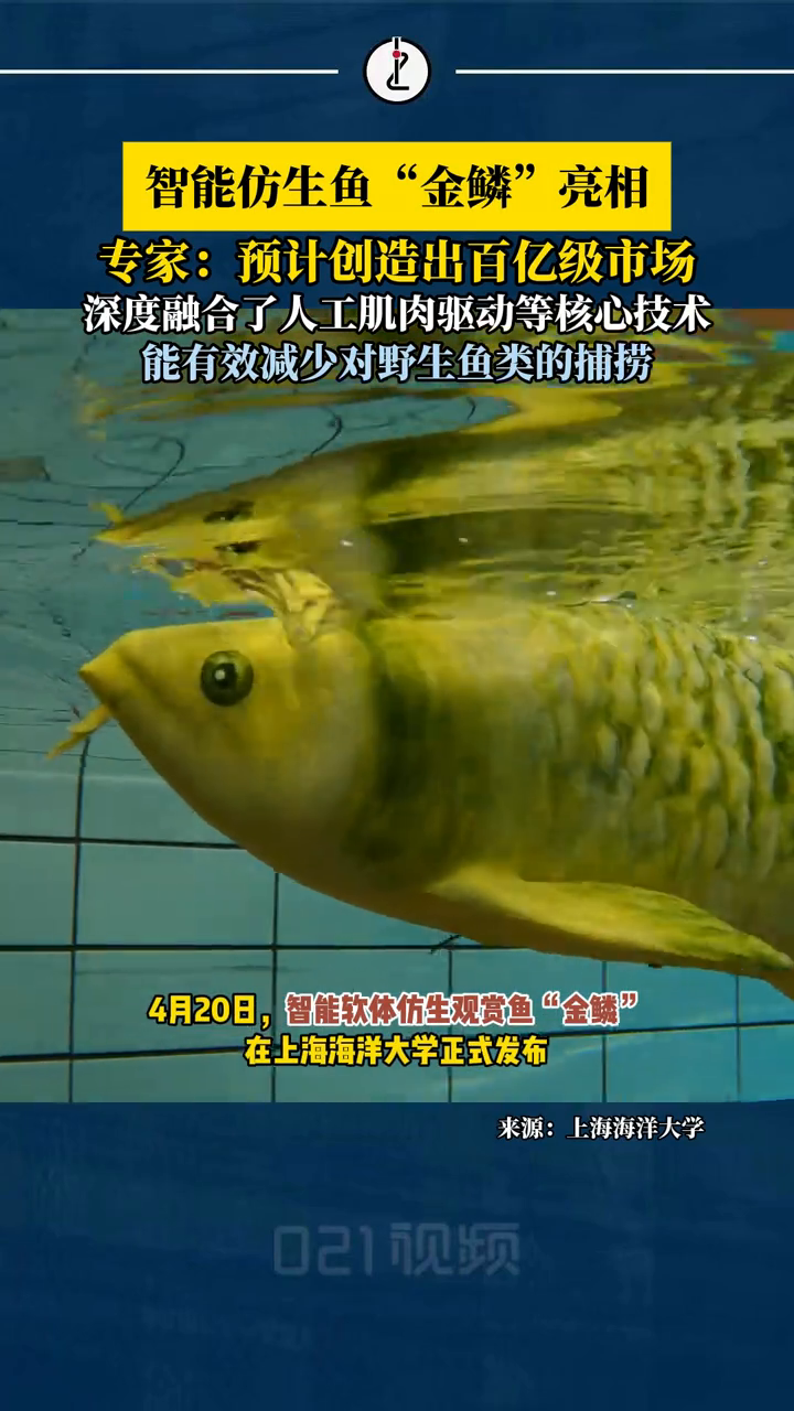 上海海洋大学成功研发仿生金龙鱼:在水下与真实金龙鱼如出一辙