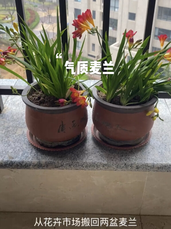 气质优雅的麦兰花