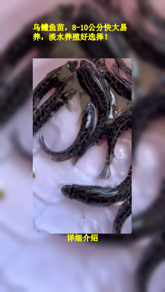 乌鳢鱼苗,8-10公分快大易养,淡水养殖好选择!