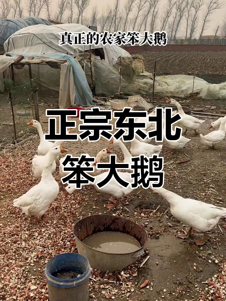 纯正东北农家笨大鹅,性格独特,几只几只有