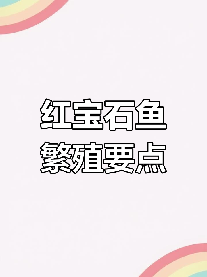 红宝石鱼频繁产卵,注意事项全解析