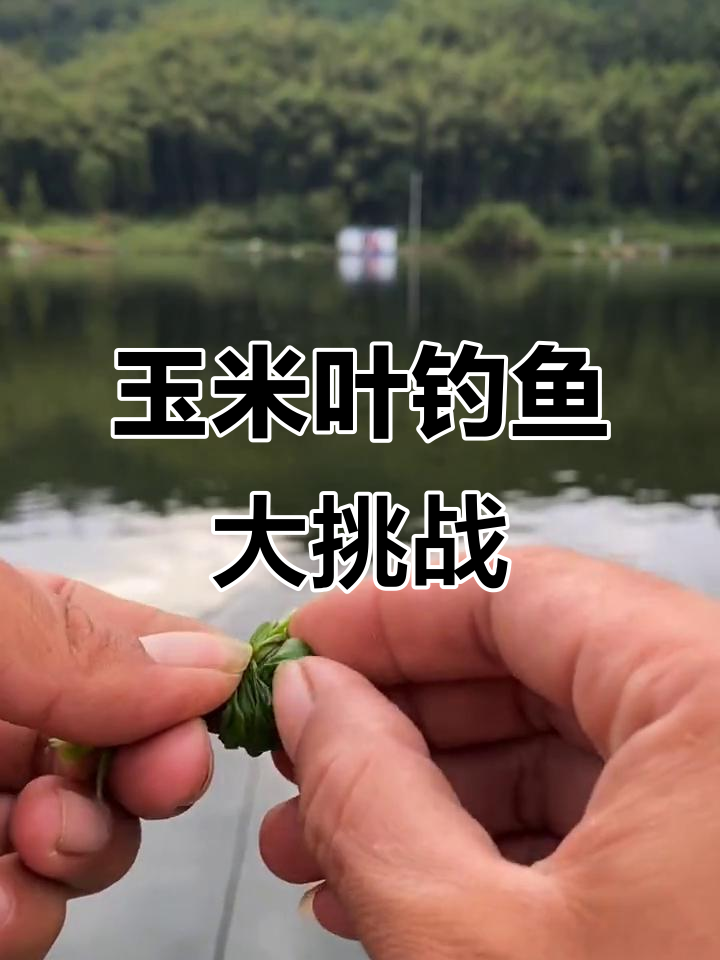 用玉米叶子钓草鱼,效果惊人!直播马上开始