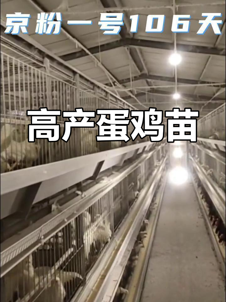 青年鸡品种优势:生长快、抗病强