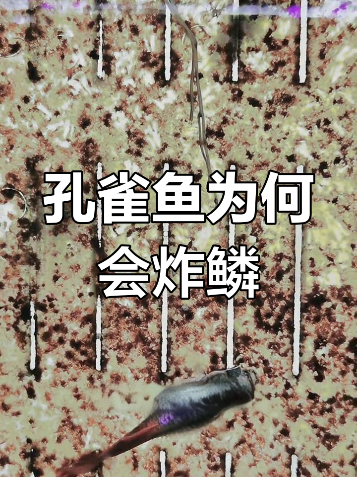 孔雀鱼炸鳞的真正原因与危害