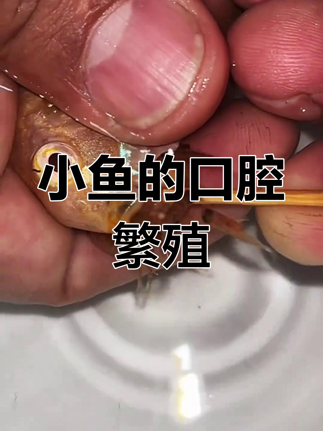 母鲷鱼如何用嘴巴孵化小鱼?神奇的自然现象揭秘
