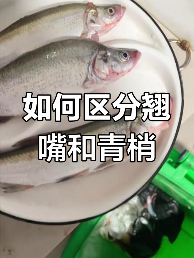 翘嘴与青梢的区别,一看就懂!