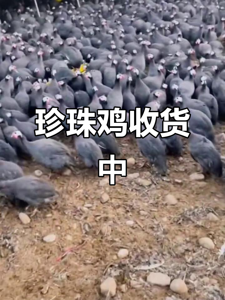 珍珠鸡装车,11元一斤!大量收购各类珍禽