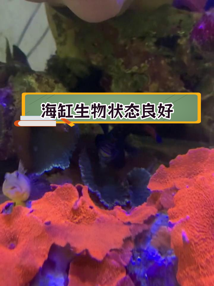 黄金虾虎长寿,五彩青蛙健康成长