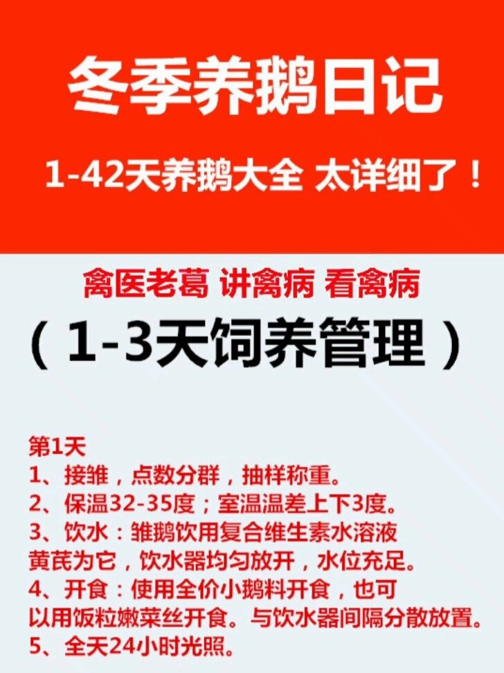 1-42天养鹅大全 太详细了!冬季养鹅日记1